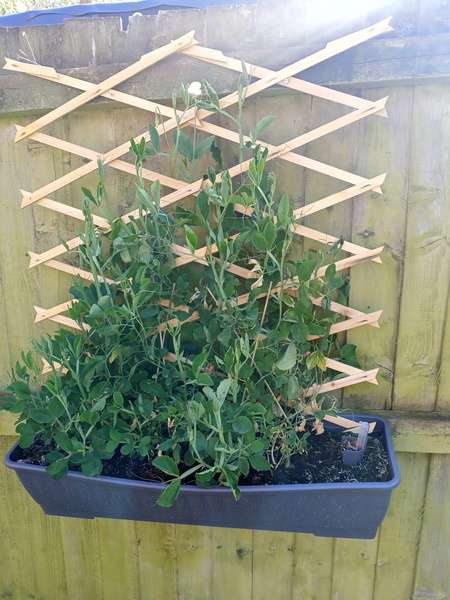 How tall are your sweet peas?