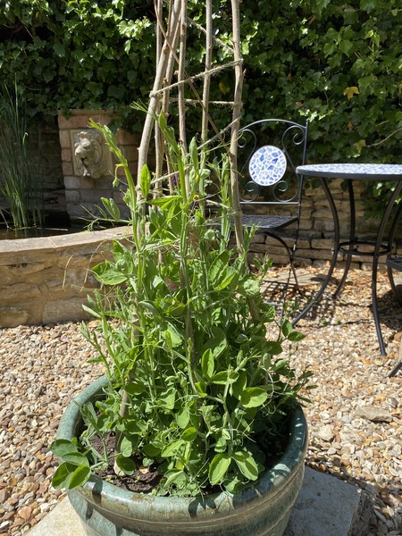 How tall are your sweet peas?