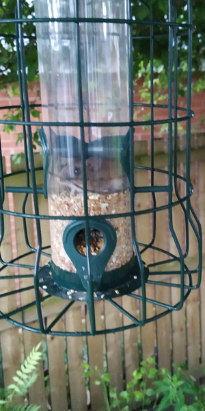 Why do the birds only come to the feeder in the morning?.