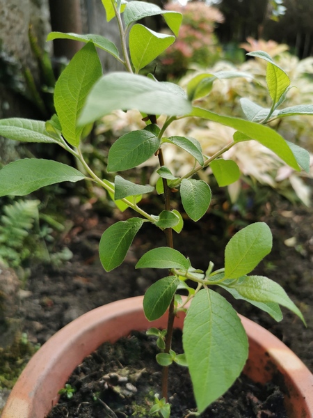 Plant ID please
