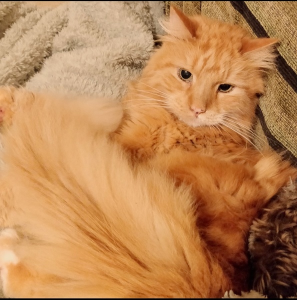 More cuddly cat breeds