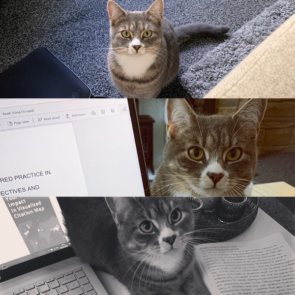 WFH Cats 🐈