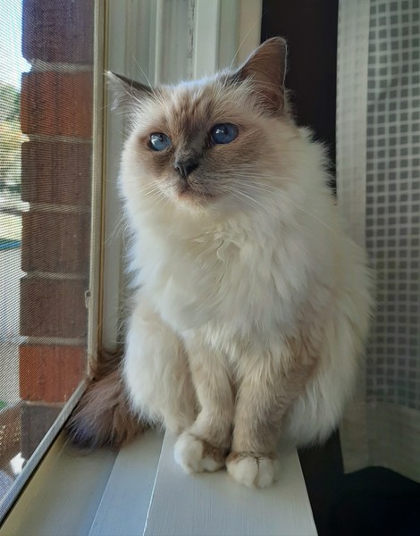 Dcat has a mast cell tumour in her intestine. Does anyone have any experience with this?