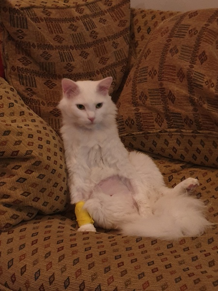 Dcat has a mast cell tumour in her intestine. Does anyone have any experience with this?