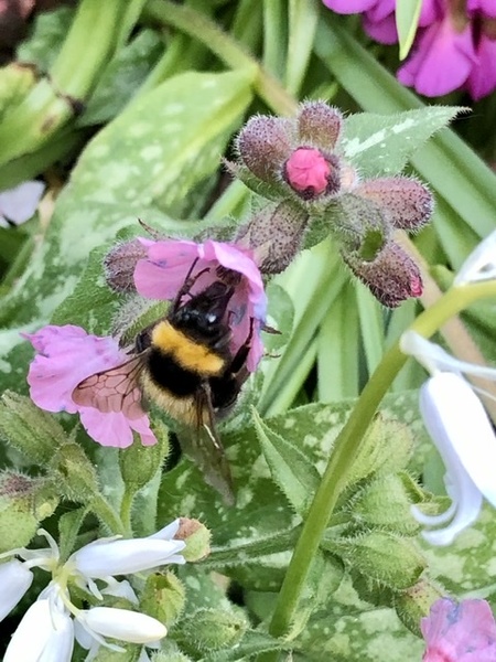 AIBU to remind everyone to help save bees?