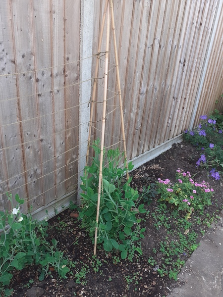 How tall are your sweet peas?