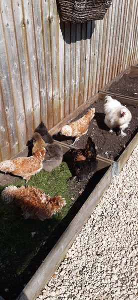 Am I insane to consider getting chickens?