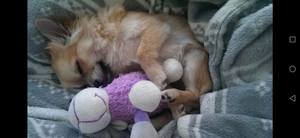 To think that puppies should be illegal?