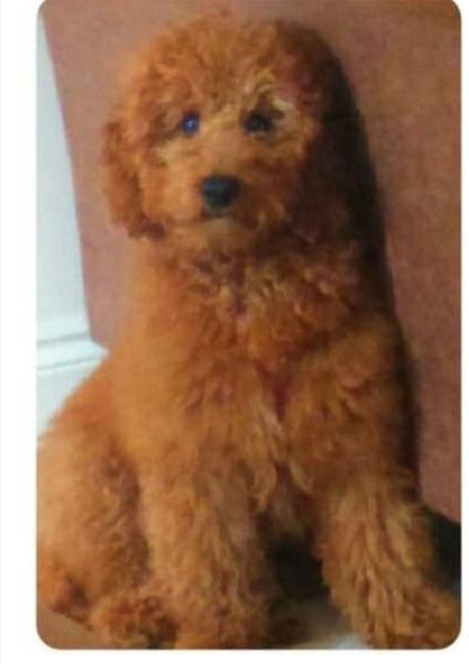 Did I buy a puppy farm pup?