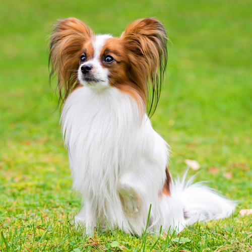 Some advice on flat friendly dog breeds