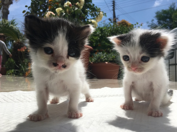 HELP- Just found some kittens!