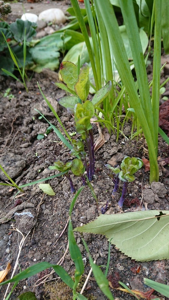 Please can someone ID this plant?