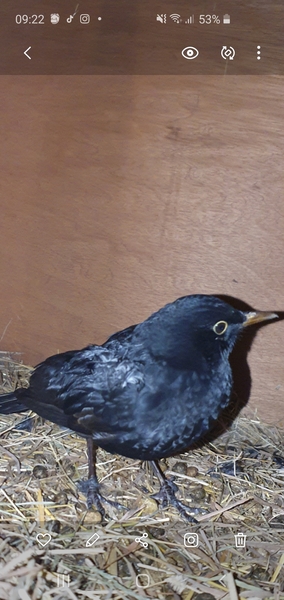 Blackbirds ruining our life