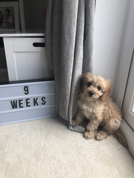 Did I buy a puppy farm pup?