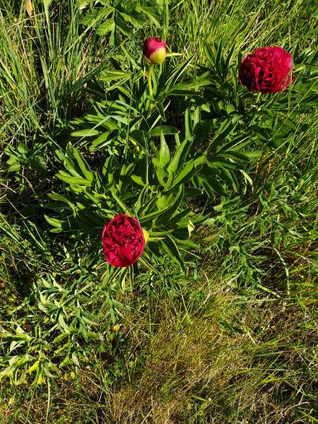 What's this flower?