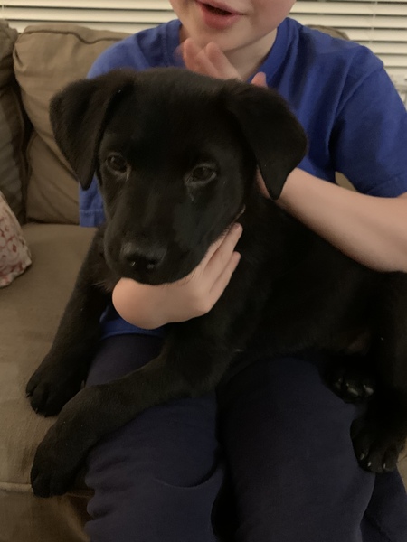 To think that puppies should be illegal?