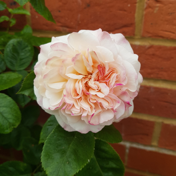 David Austin Rose