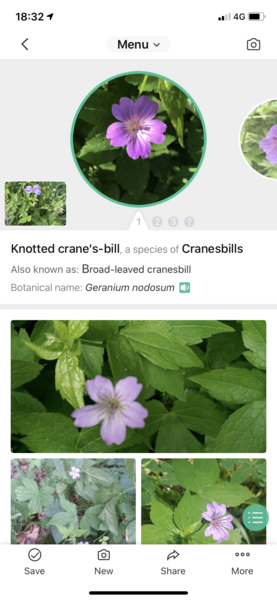 Please help identify this pervasive plant