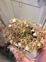 Thread for really fucking ugly houseplants