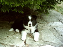 To think that puppies should be illegal?