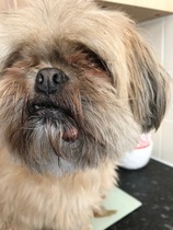 Can somebody look at this lump on Bella and tell me whether it needs an urgent vet's appointment please?