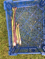 Allotment/Veg Patch Thread 15 - will winter ever end?