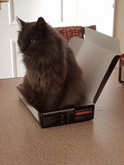 What's your DCat up to today? (Thread 7!)