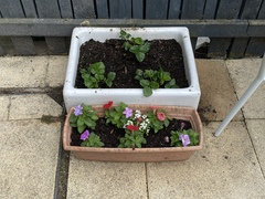 New to gardening, what’s going on in my little garden today.