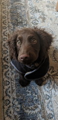 To think that puppies should be illegal?