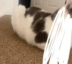 Cat owners - is she too thin?