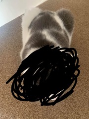 Cat owners - is she too thin?