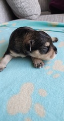 New puppy