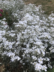 Does anybody know what plants/flowers these are please?