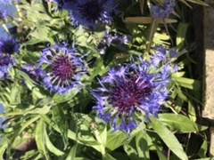 Help! What is my lovely bee plant??