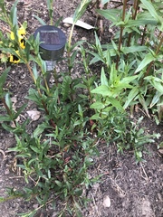 Sweet William or Weed
