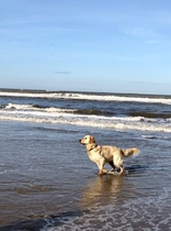 Golden Retrievers