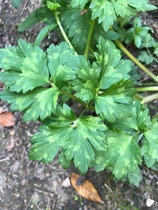 Plant ID help