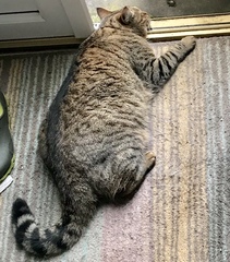 Thug Cat part 2. What, has this thing appeared again tonight?