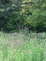 Growing a meadow
