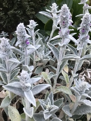 Does anybody know what plants/flowers these are please?