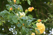 What is flowering in your garden right now?