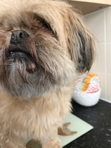 Can somebody look at this lump on Bella and tell me whether it needs an urgent vet's appointment please?