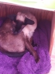 Damn, Damn, Damn and blast - when you run out of the right colour thread