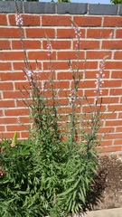 Plant ID please