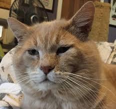 Les Parisiennes des Mamansnet: Ce n'est pas bon de faire du lèche-vitrines avec de l'argent en poche