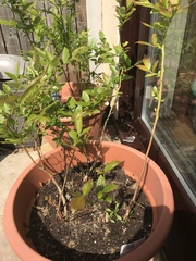 Blueberries advice please!