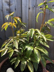 How do your Peonie plants look right now?