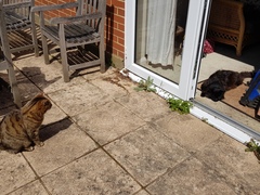 Thug Cat part 2. What, has this thing appeared again tonight?