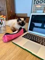Cat/kitten photos.