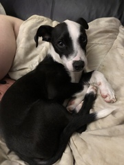To think that puppies should be illegal?